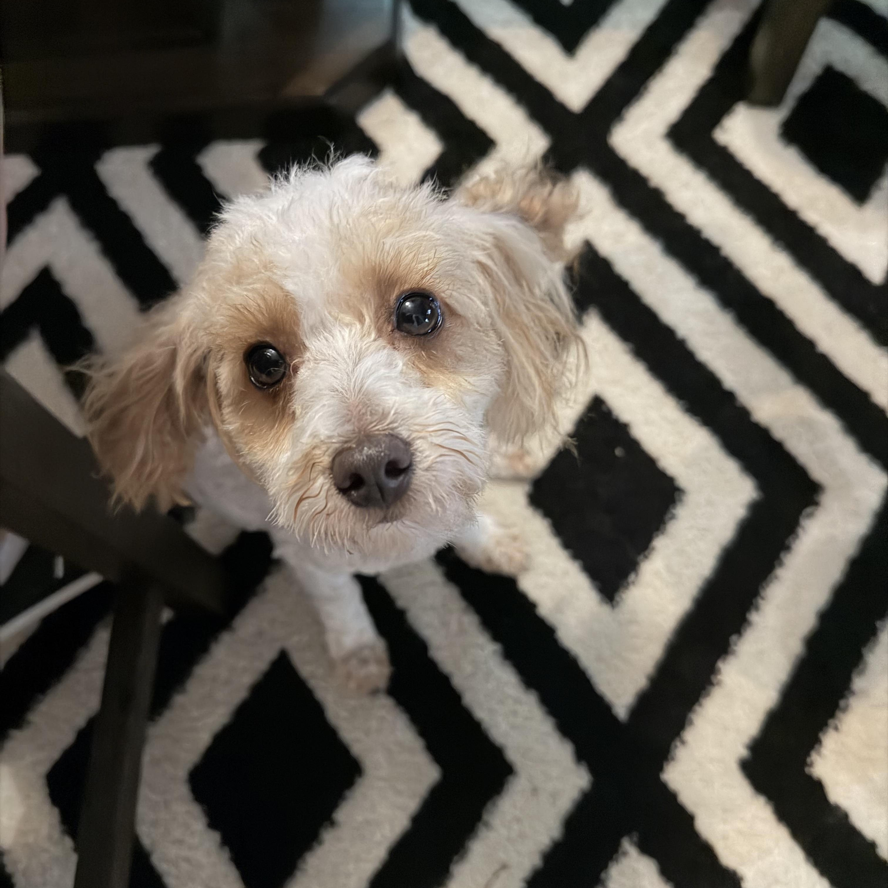 Teddy, adopted, Young Male Miniature Poodle.