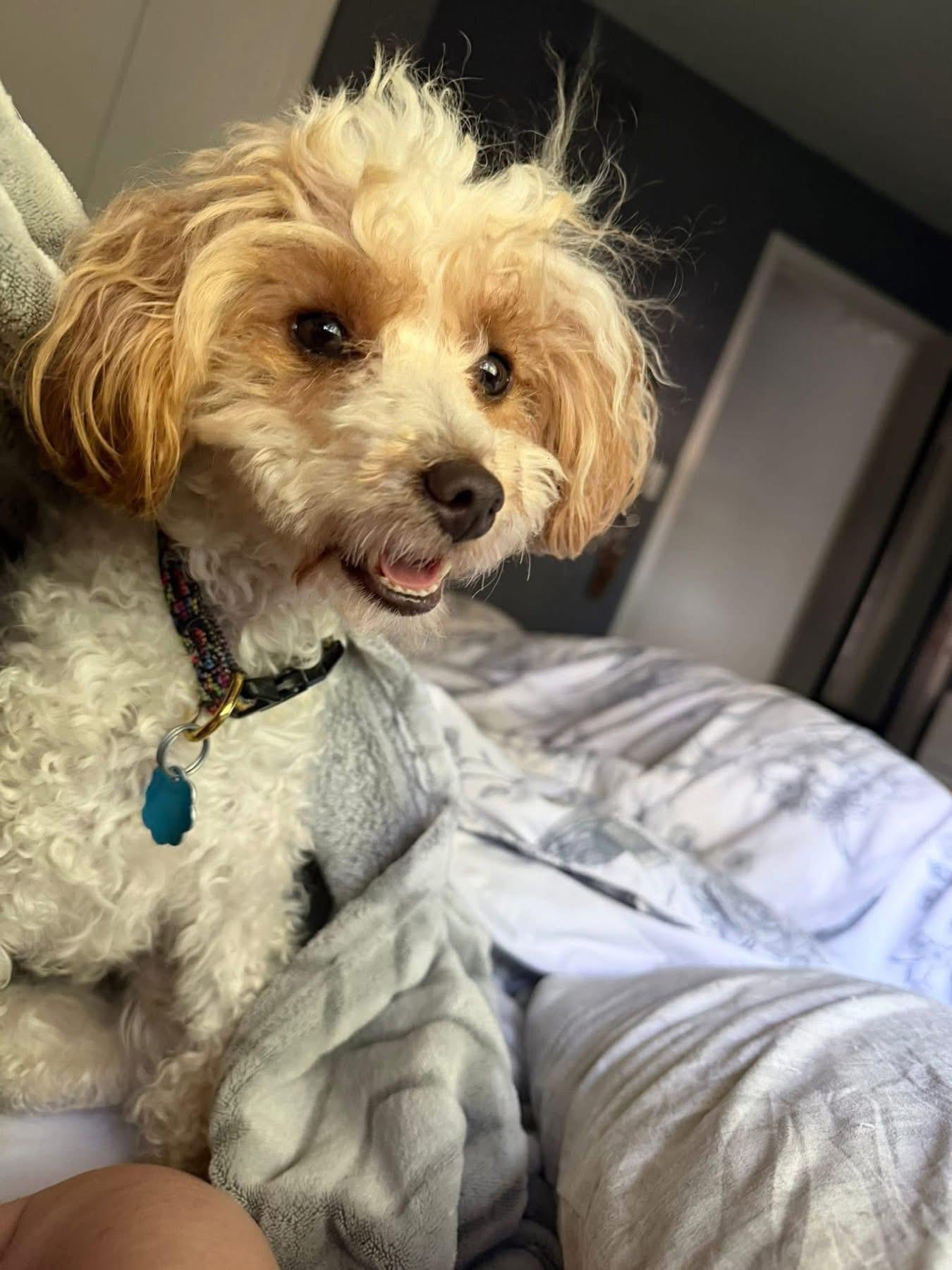 Teddy, an adopted mixed breed in East Lansing, MI image 4/4