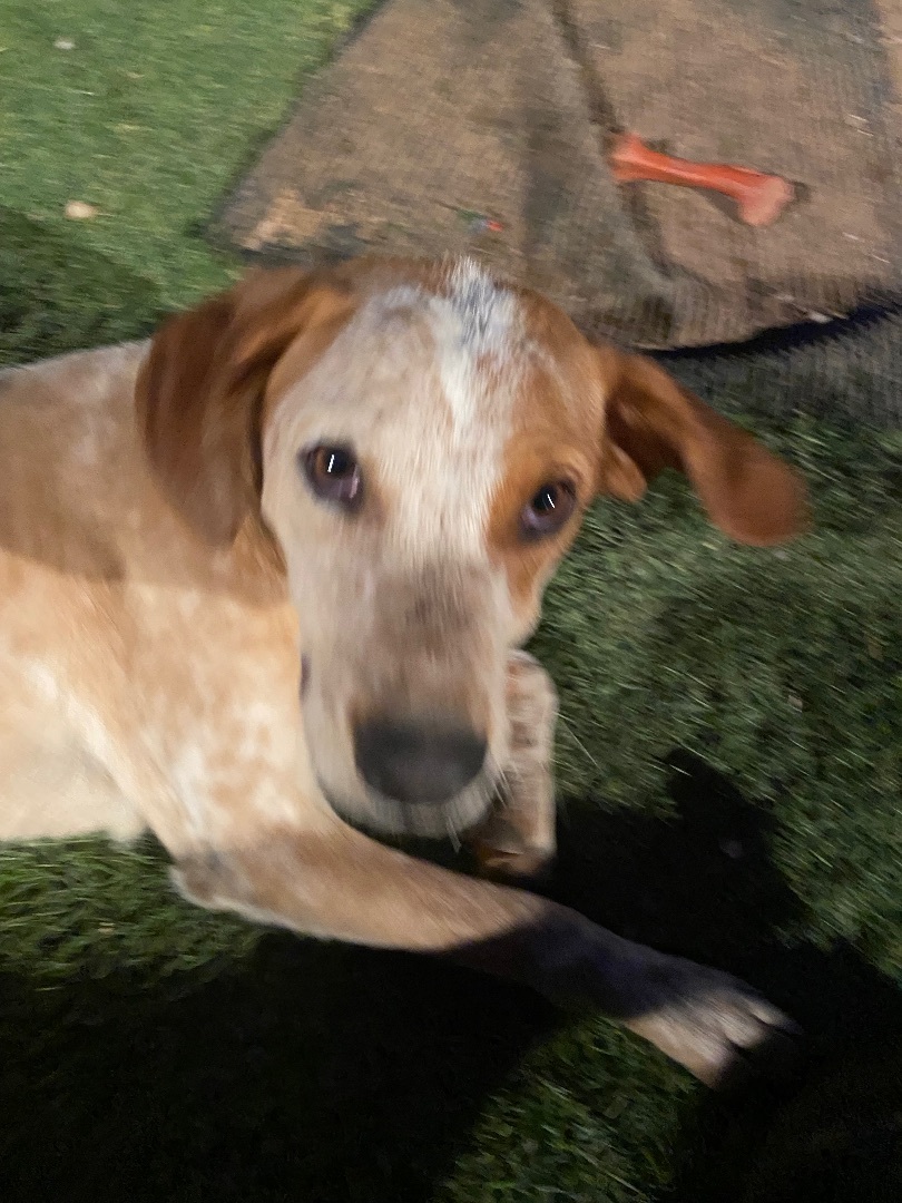 Dog for adoption Dude, a Cattle Dog in Huachuca City, AZ Petfinder