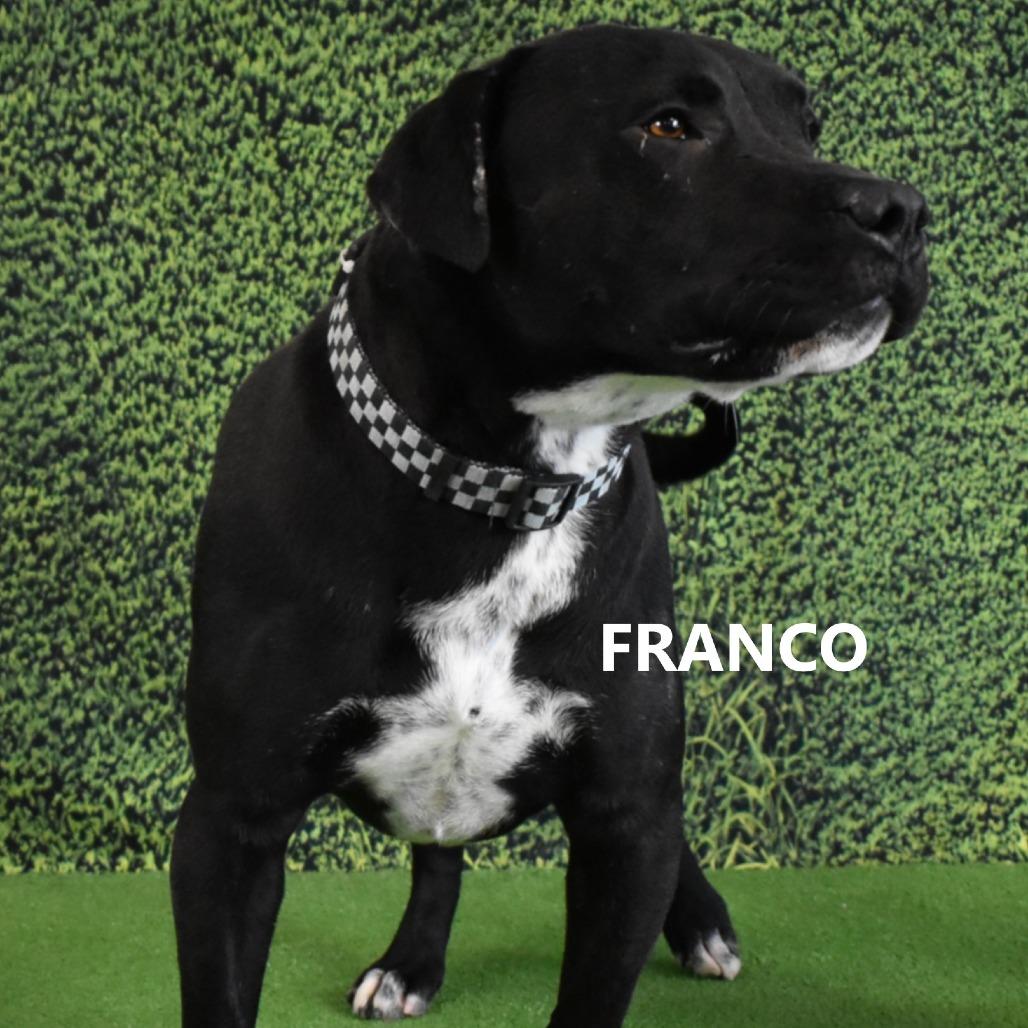Enlarge Franco, a Adoptable mixed breed in Yuma, AZ image 1/4