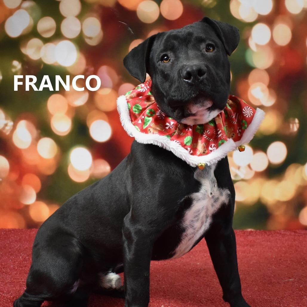 Enlarge Franco, a Adoptable mixed breed in Yuma, AZ image 1/2