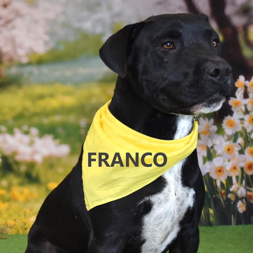 Enlarge Franco, a Adoptable mixed breed in Yuma, AZ image 2/2