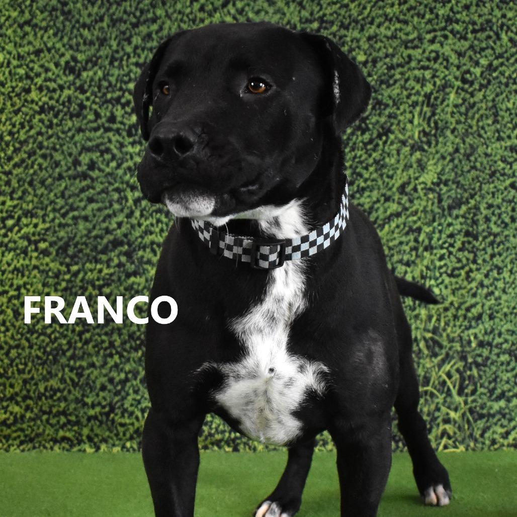 Enlarge Franco, a Adoptable mixed breed in Yuma, AZ image 4/4