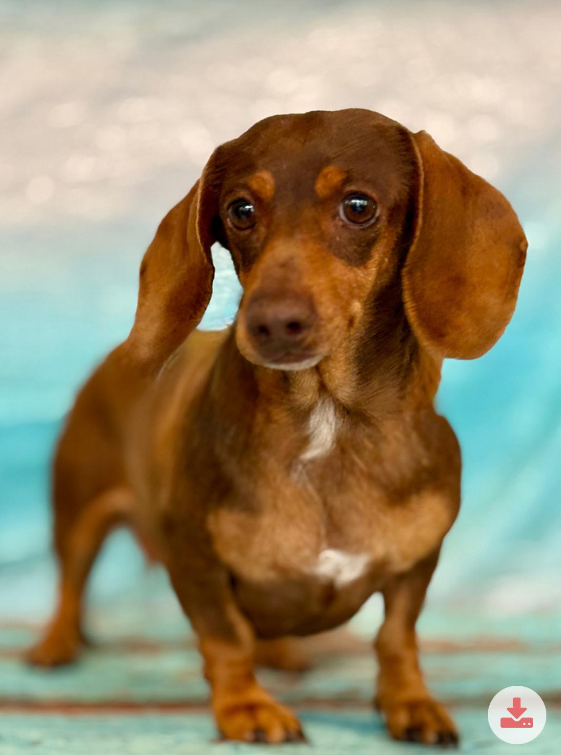 Enlarge Ruby 4626, an adopted Dachshund in Boca Raton, FL image 1/1