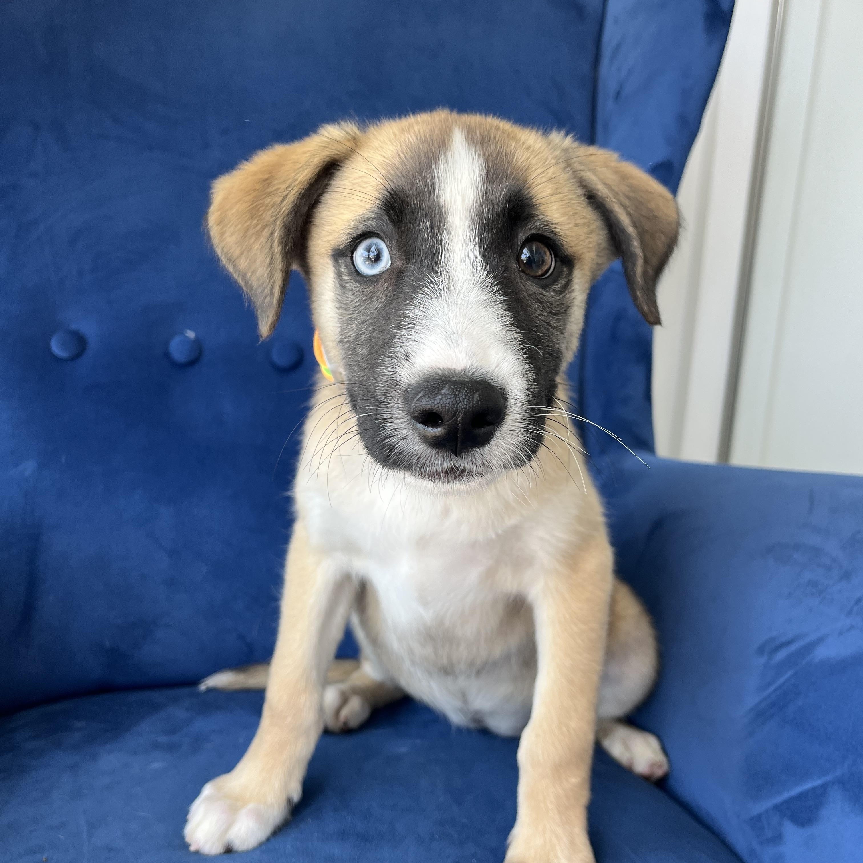 Fiona, Baby Female Australian Cattle Dog / Blue Heeler