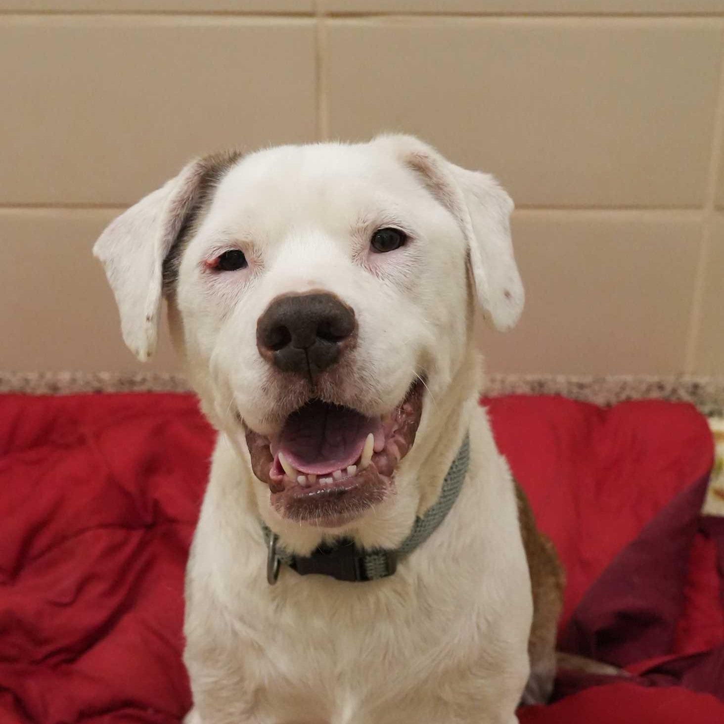 Enlarge Buster 9269, a ADOPTABLE mixed breed in Aiken, SC image 3/6