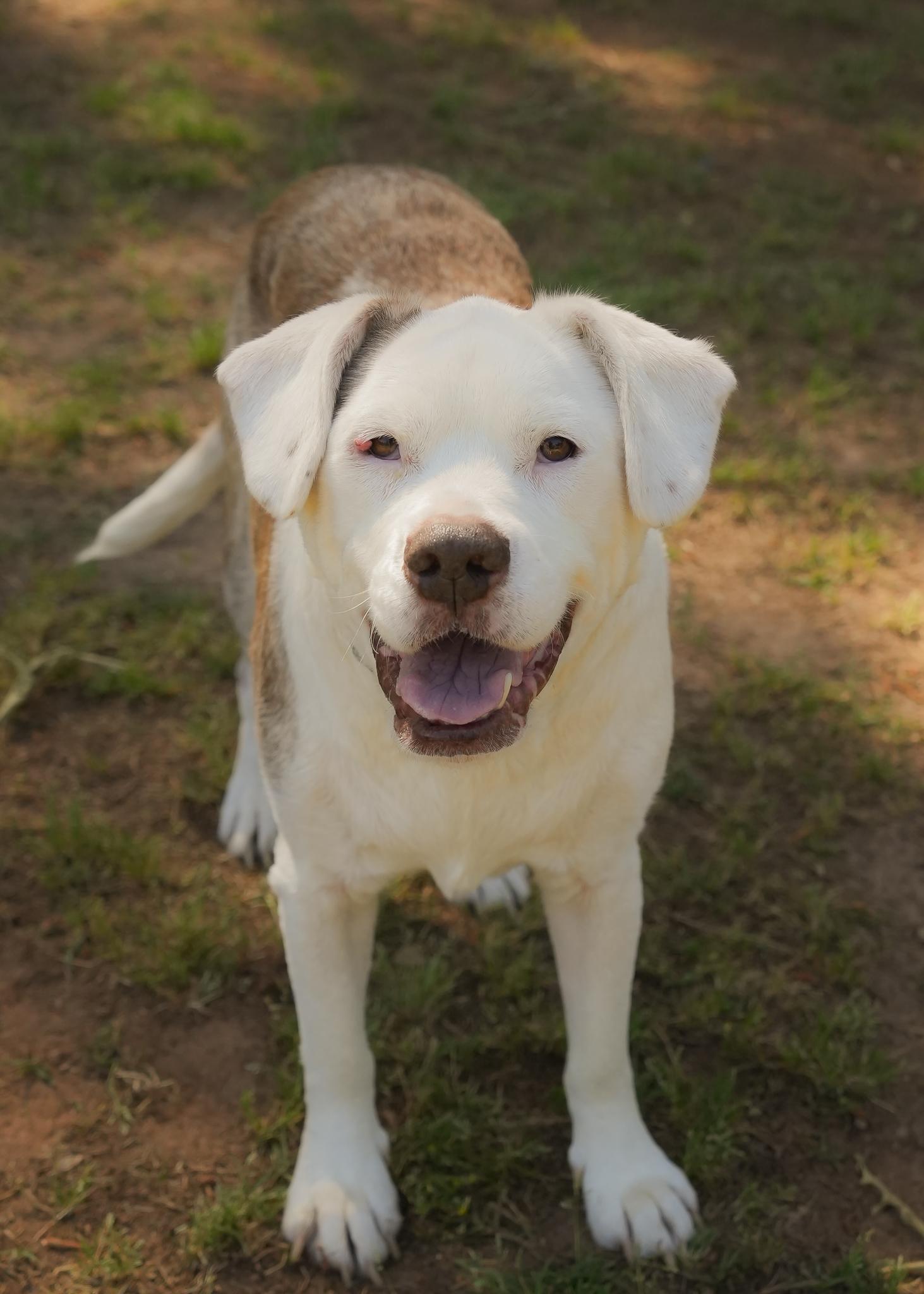 Enlarge Buster 9269, a ADOPTABLE mixed breed in Aiken, SC image 4/6