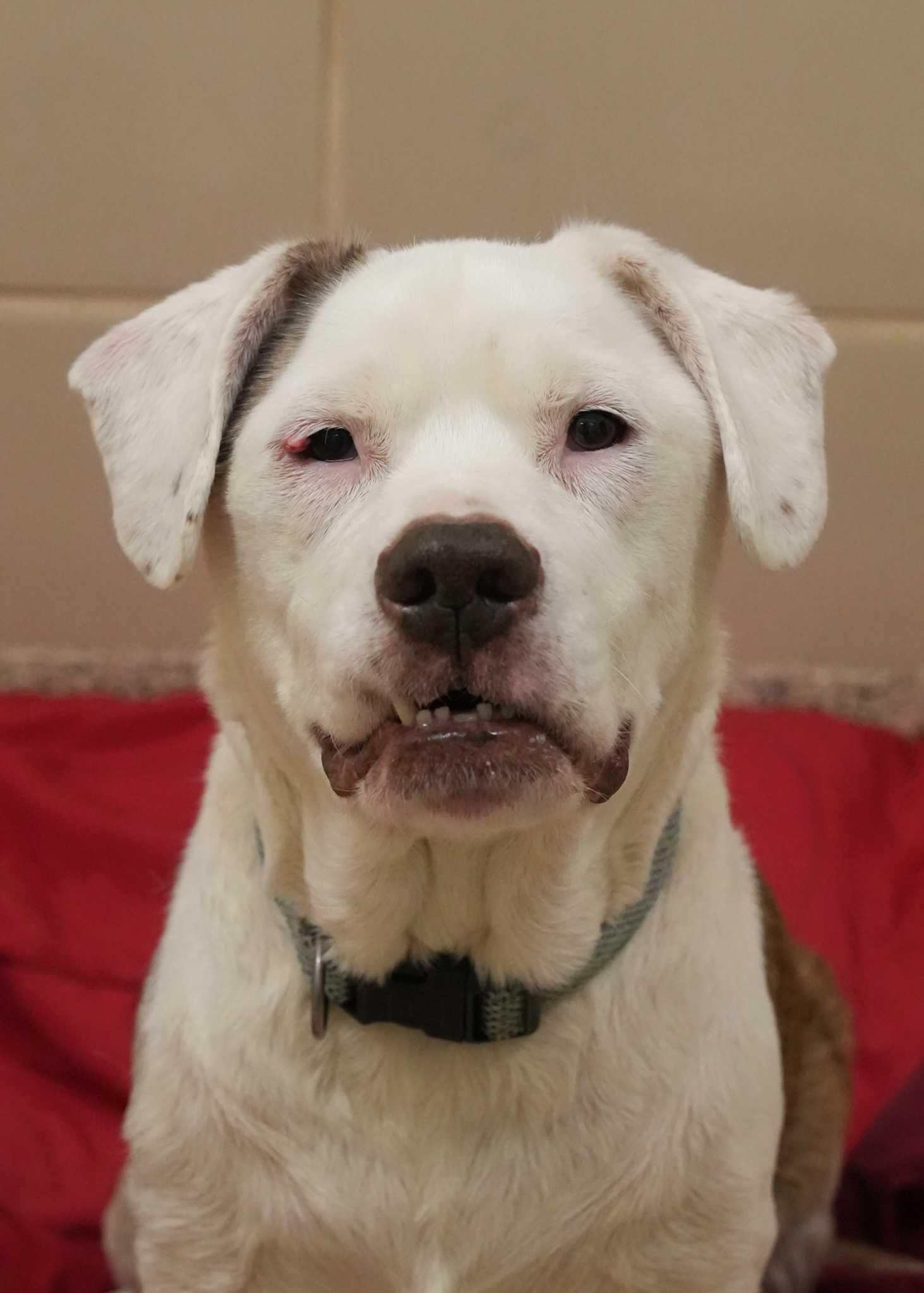 Enlarge Buster 9269, a ADOPTABLE mixed breed in Aiken, SC image 6/6