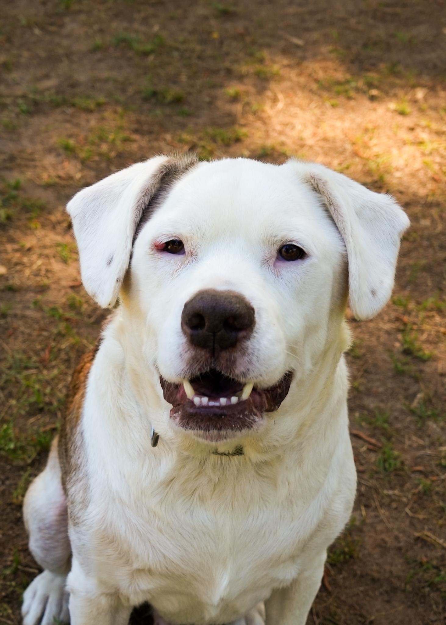 Buster 9269, ADOPTABLE, Senior Male Mixed Breed.