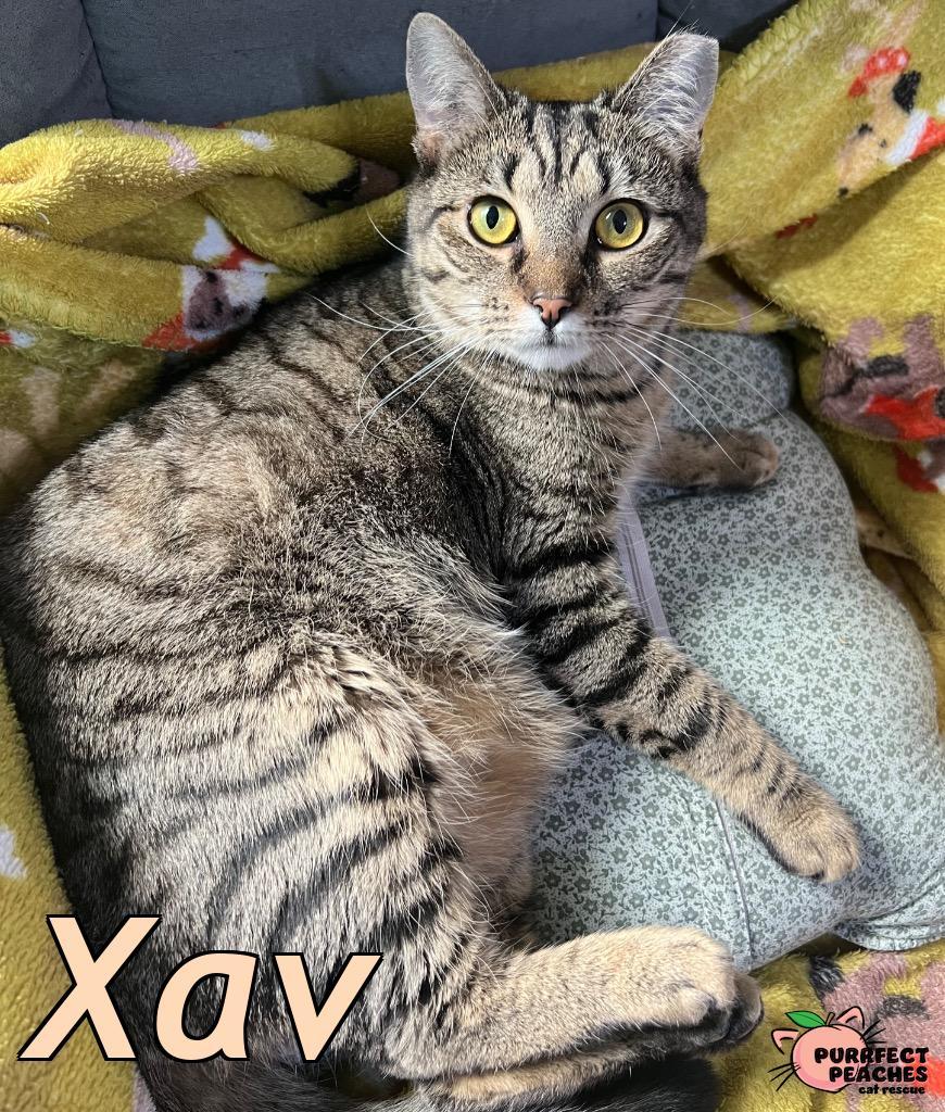 Xav, Adoptable, Young Male Domestic Short Hair.