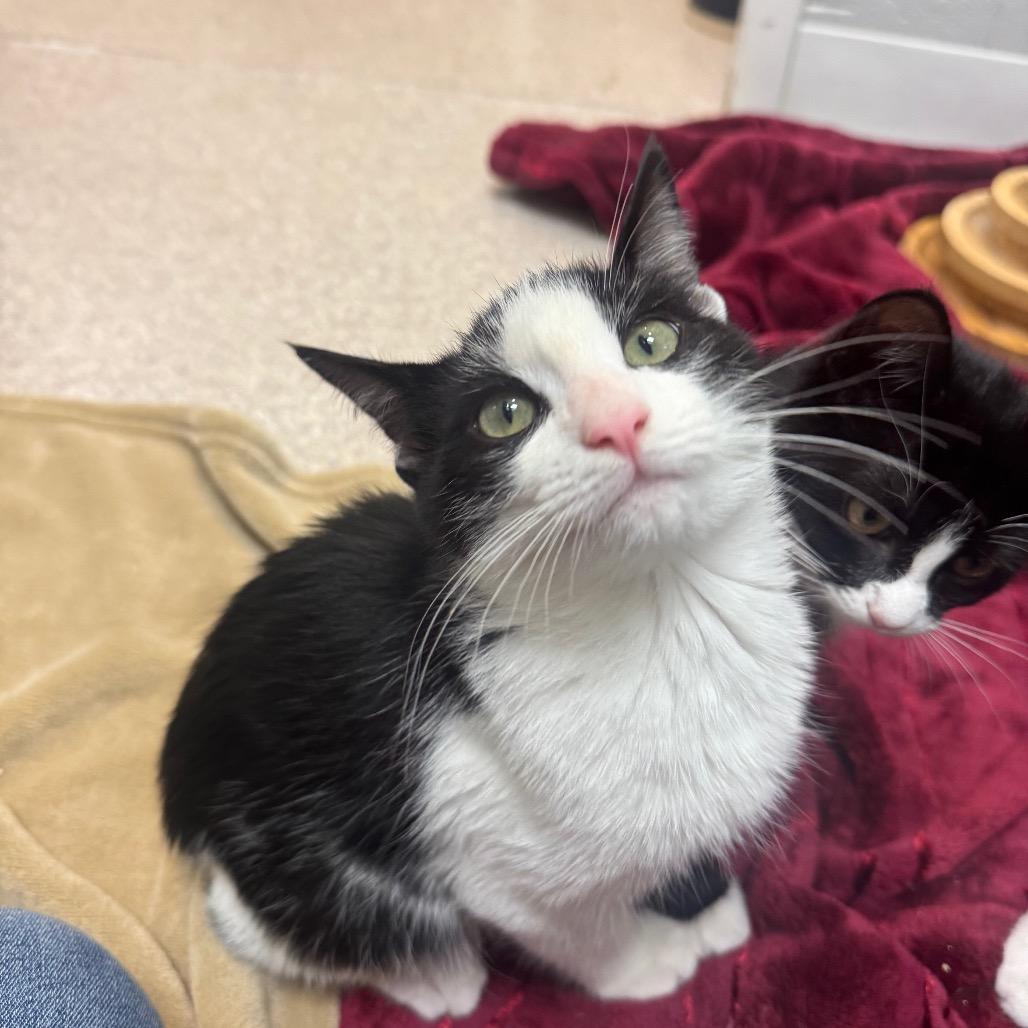 Enlarge Honor, a Adoptable Domestic Short Hair in Buellton, CA image 1/3