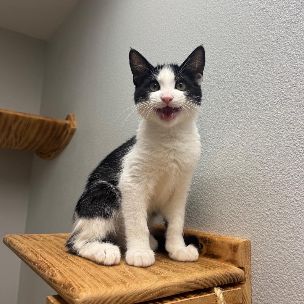 Enlarge Honor, a Adoptable Domestic Short Hair in Buellton, CA image 3/3