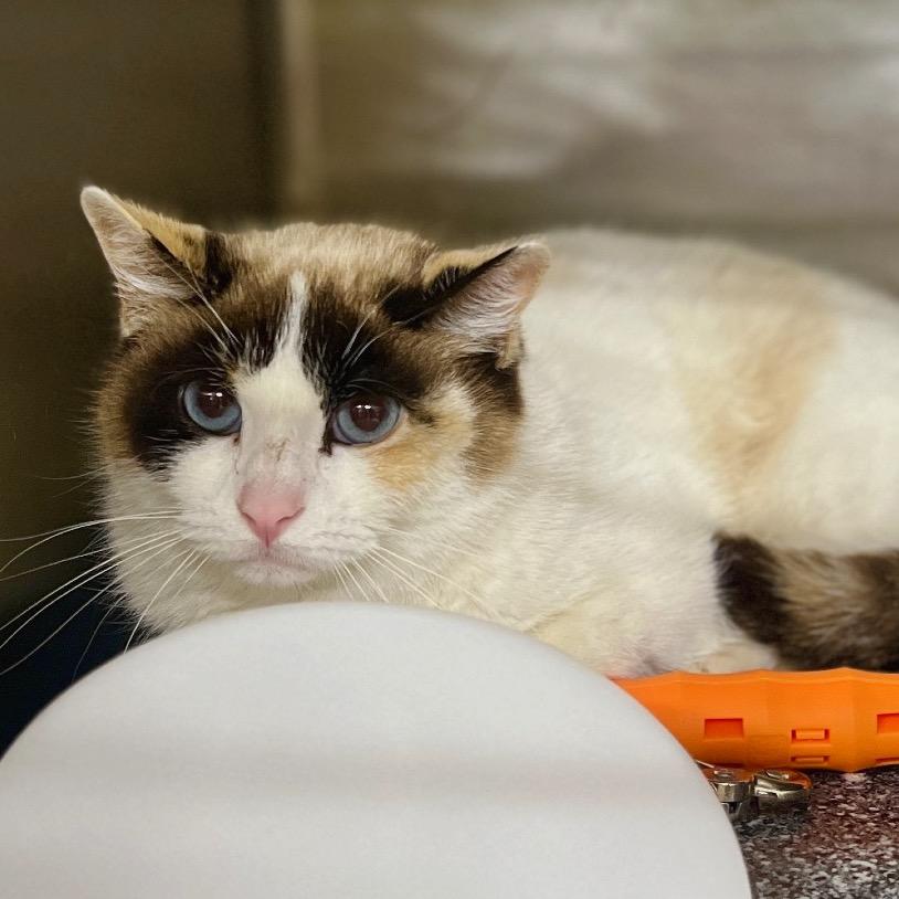 Enlarge Bumble, a Adoptable Domestic Short Hair in Salt Lake City, UT image 1/2