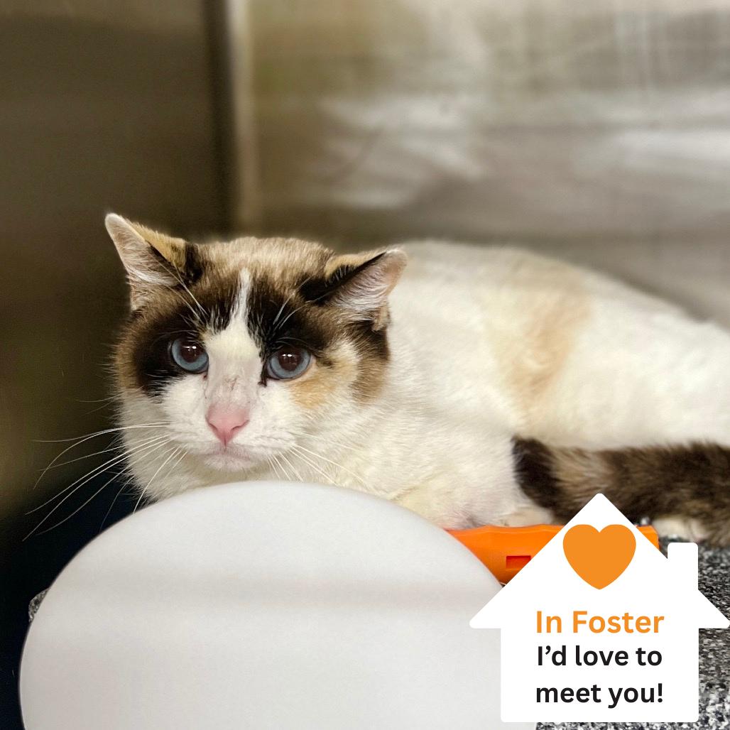 Enlarge Bumble, a Adoptable Domestic Short Hair in Salt Lake City, UT image 2/2