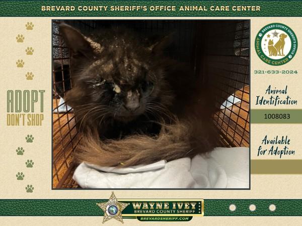 Enlarge Ozzy, a Adoptable mixed breed in Melbourne, FL image 1/1