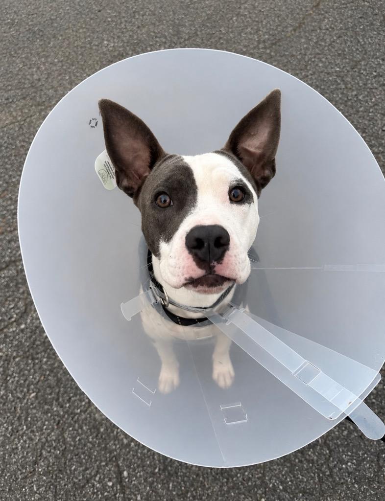 Beth, Adoptable, Puppy Female American Staffordshire Terrier.