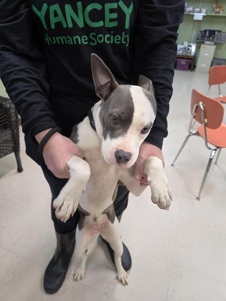 Beth, a Adoptable mixed breed in Burnsville, NC image 2/4