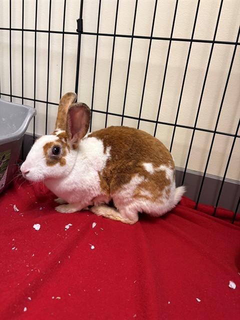 ANN TAYLOR, Adoptable, Young Female Bunny Rabbit.