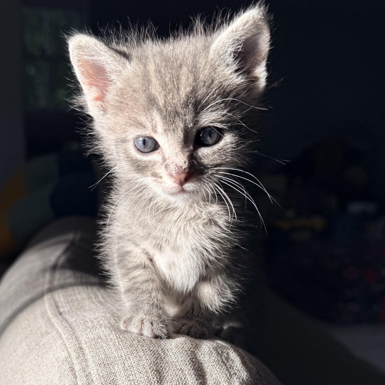 Edwards - Athens GA, adopted, Kitten Male Domestic Short Hair.