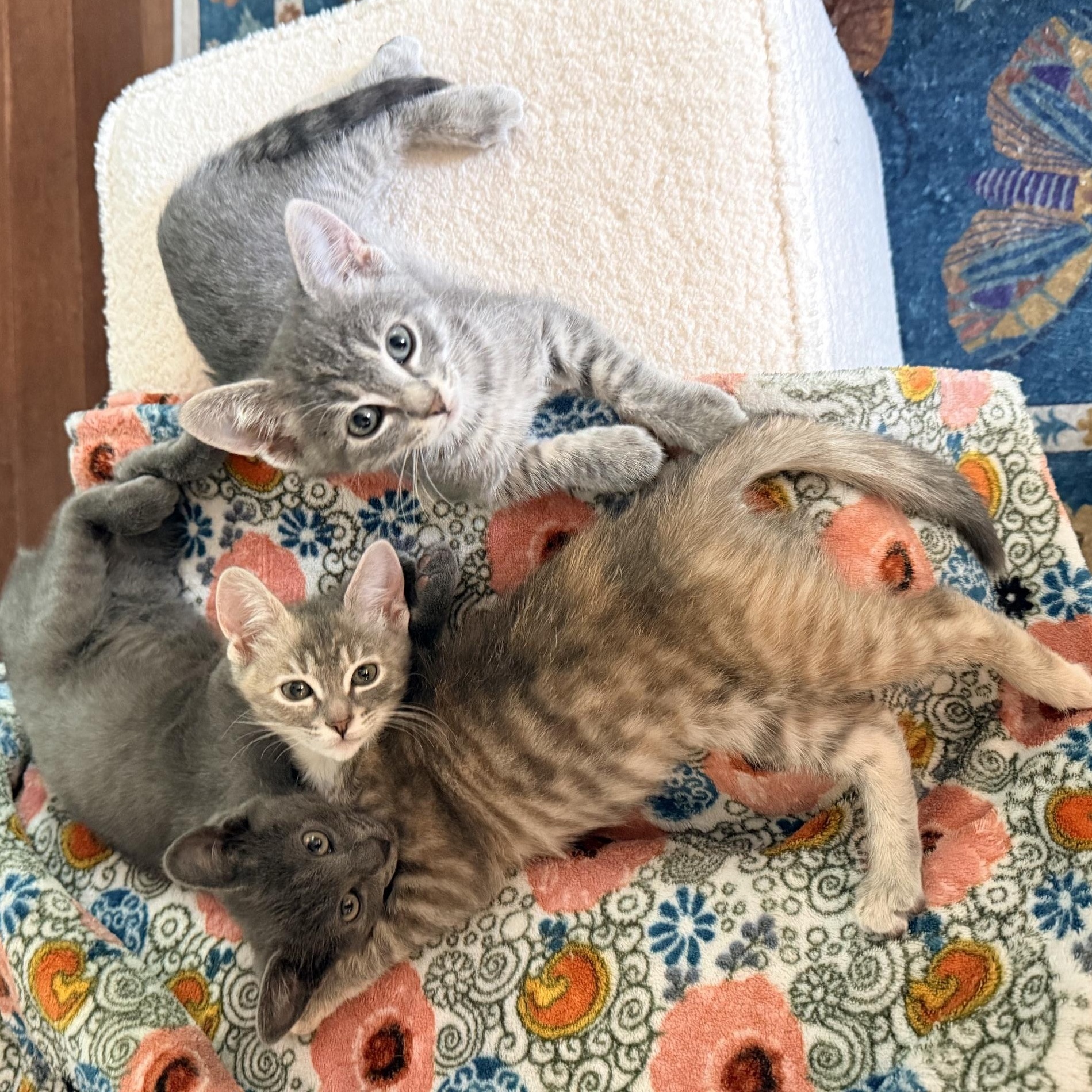 Enlarge Edwards - Athens GA, an adopted Domestic Short Hair in Athens, GA image 2/5