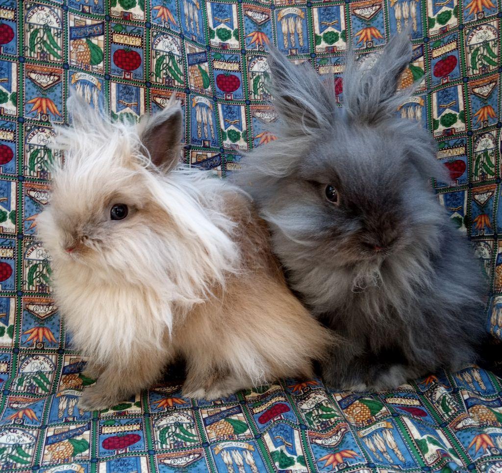 Enlarge Jonah/Santiago, an adoptable Lionhead in Goleta, CA image 2/2