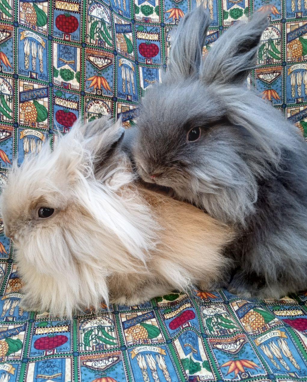 Jonah/Santiago, adoptable, Adult Male Lionhead.