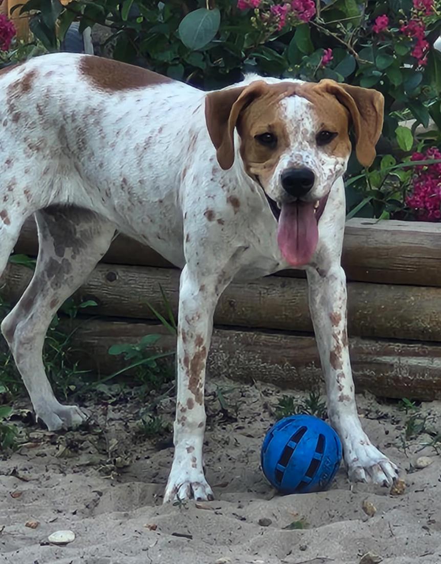 Tillie, a Adoptable Hound in Osteen, FL image 1/3