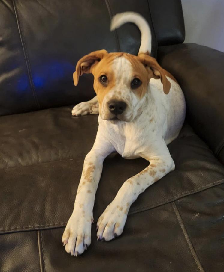 Tillie, a Adoptable Hound in Osteen, FL image 2/3