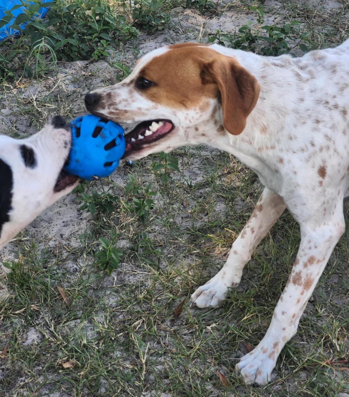 Tillie, a Adoptable Hound in Osteen, FL image 3/3