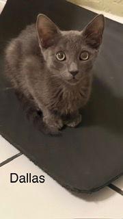 Dallas, a Adoptable Russian Blue in Oakland Park, FL image 1/3