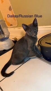 Dallas, a Adoptable Russian Blue in Oakland Park, FL image 2/3