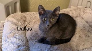 Dallas, a Adoptable Russian Blue in Oakland Park, FL image 3/3