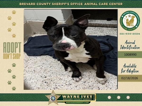 Bonnie, Adoptable, Senior Female Mixed Breed.