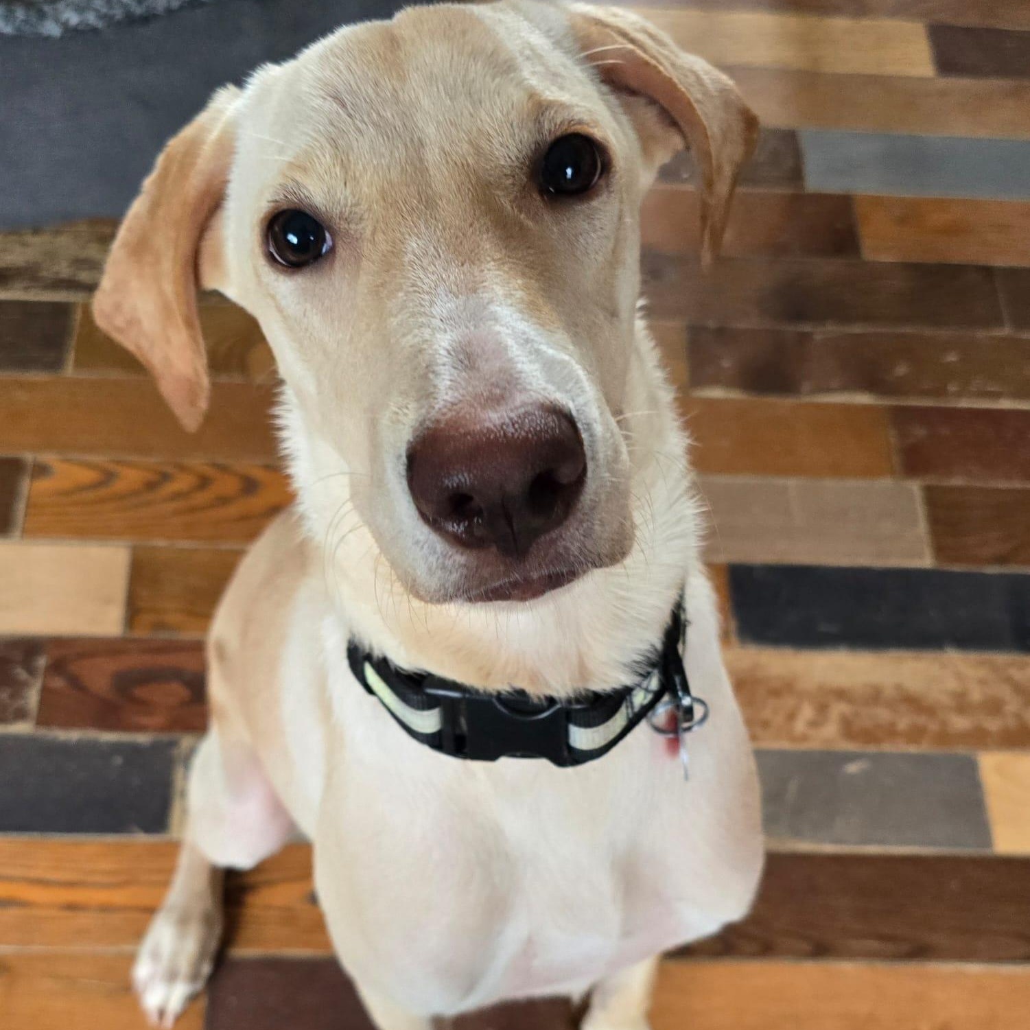 Duke, a Adoptable mixed breed in Williamsburg, ON image 1/5