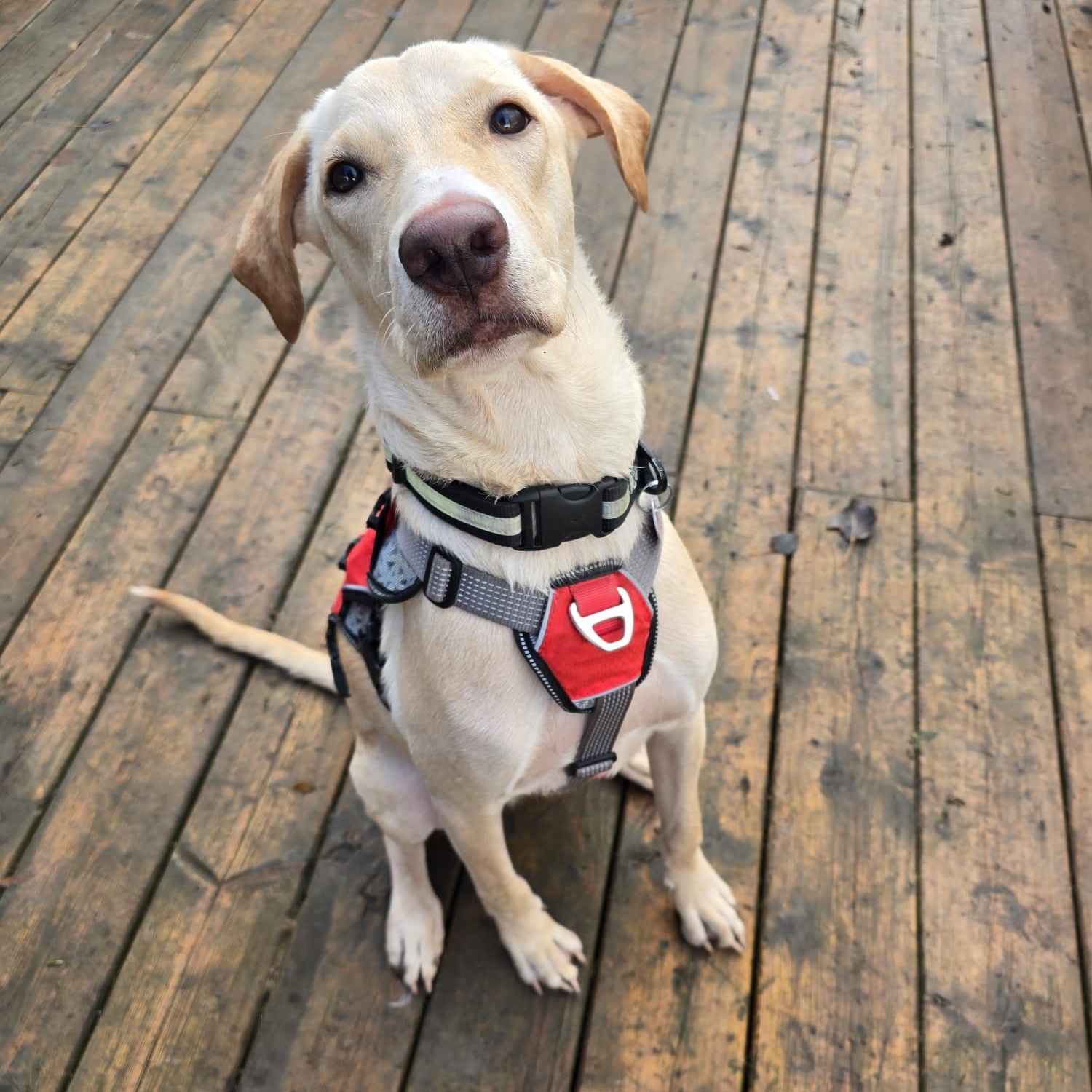 Duke, a Adoptable mixed breed in Williamsburg, ON image 2/5