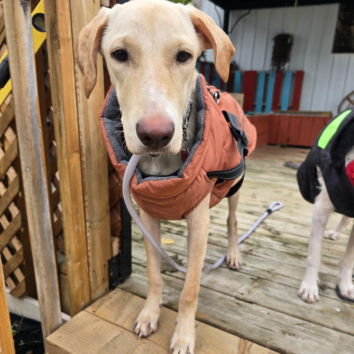 Duke, a Adoptable mixed breed in Williamsburg, ON image 3/5