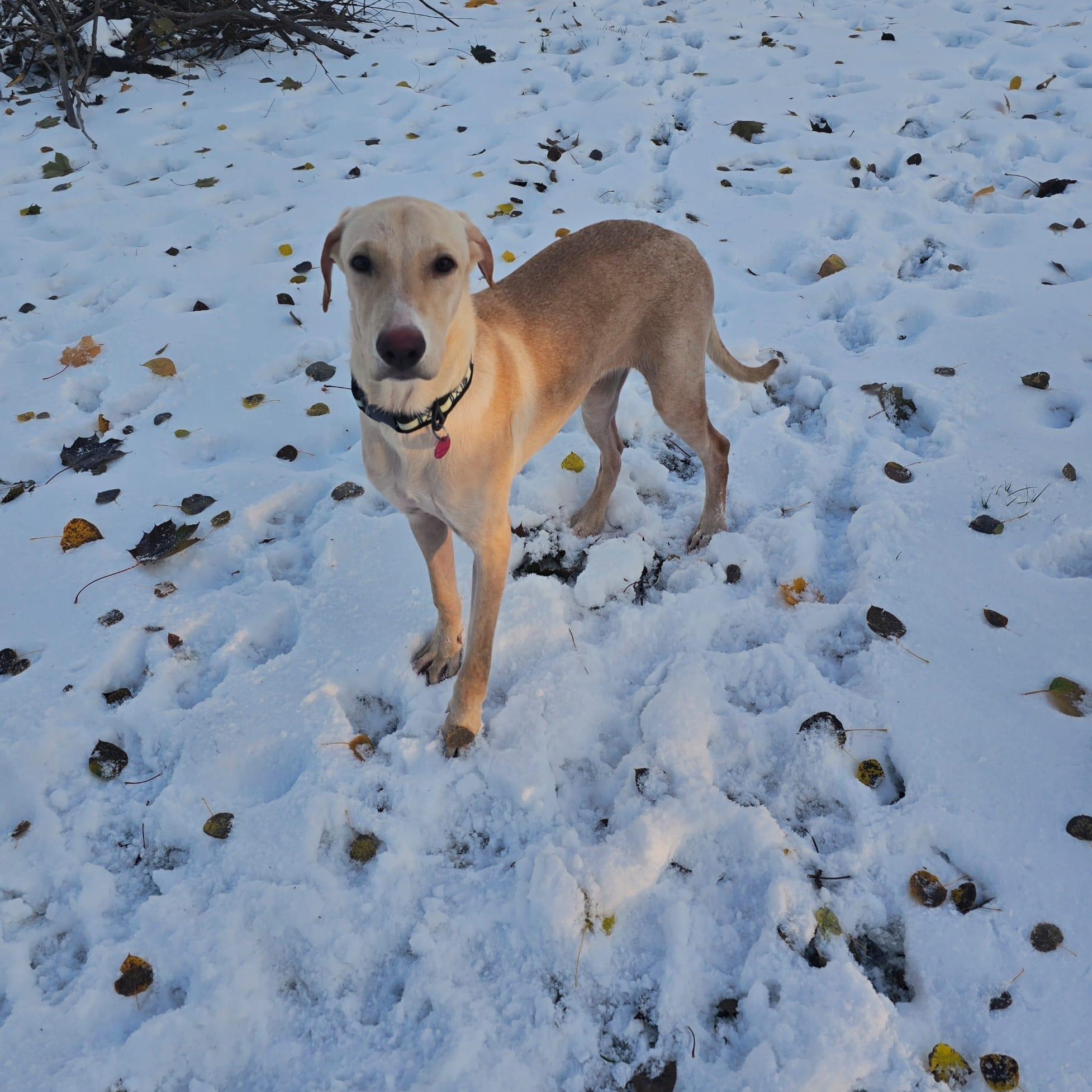 Duke, a Adoptable mixed breed in Williamsburg, ON image 4/5