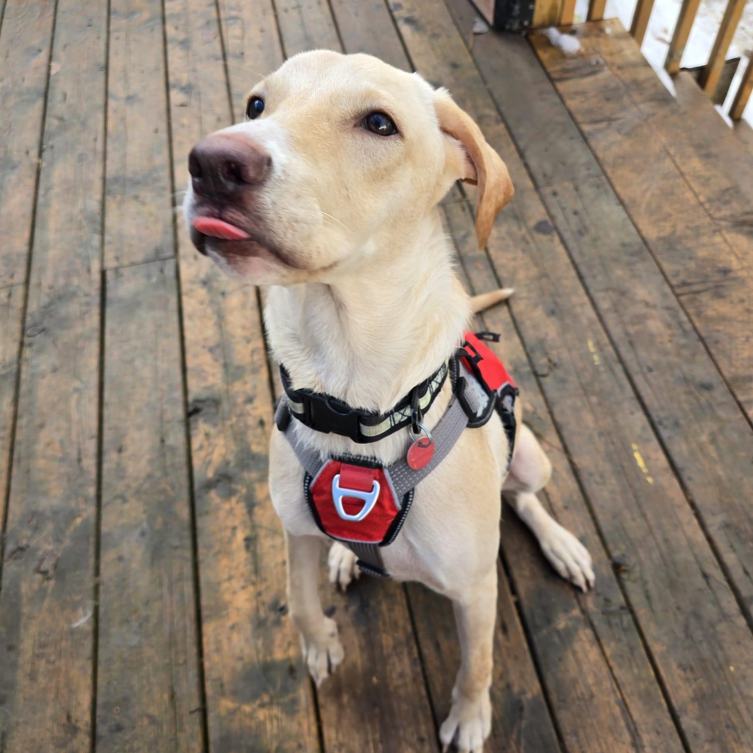 Duke, a Adoptable mixed breed in Williamsburg, ON image 5/5