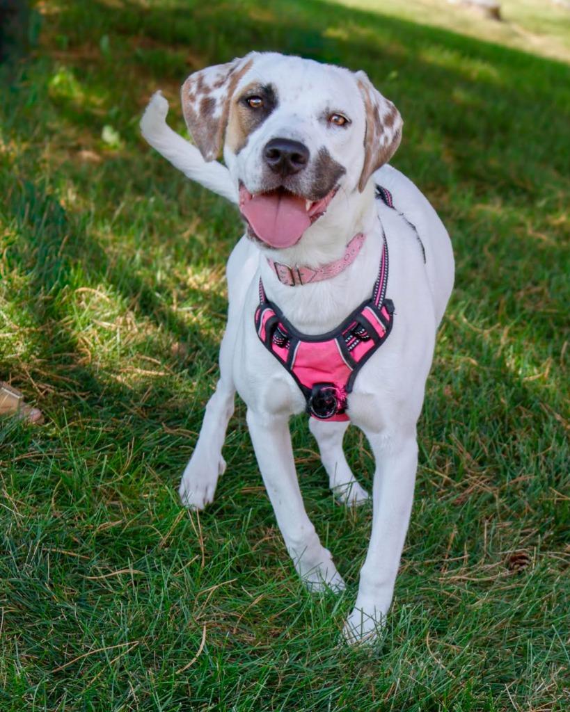 Enlarge Rue, a Adoptable mixed breed in Savage, MN image 1/5