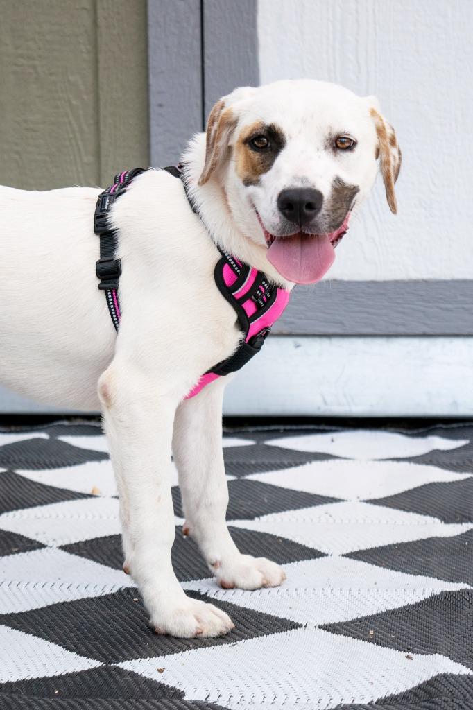 Enlarge Rue, a Adoptable mixed breed in Savage, MN image 2/5