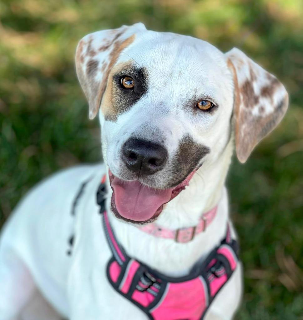Enlarge Rue, a Adoptable mixed breed in Savage, MN image 3/5