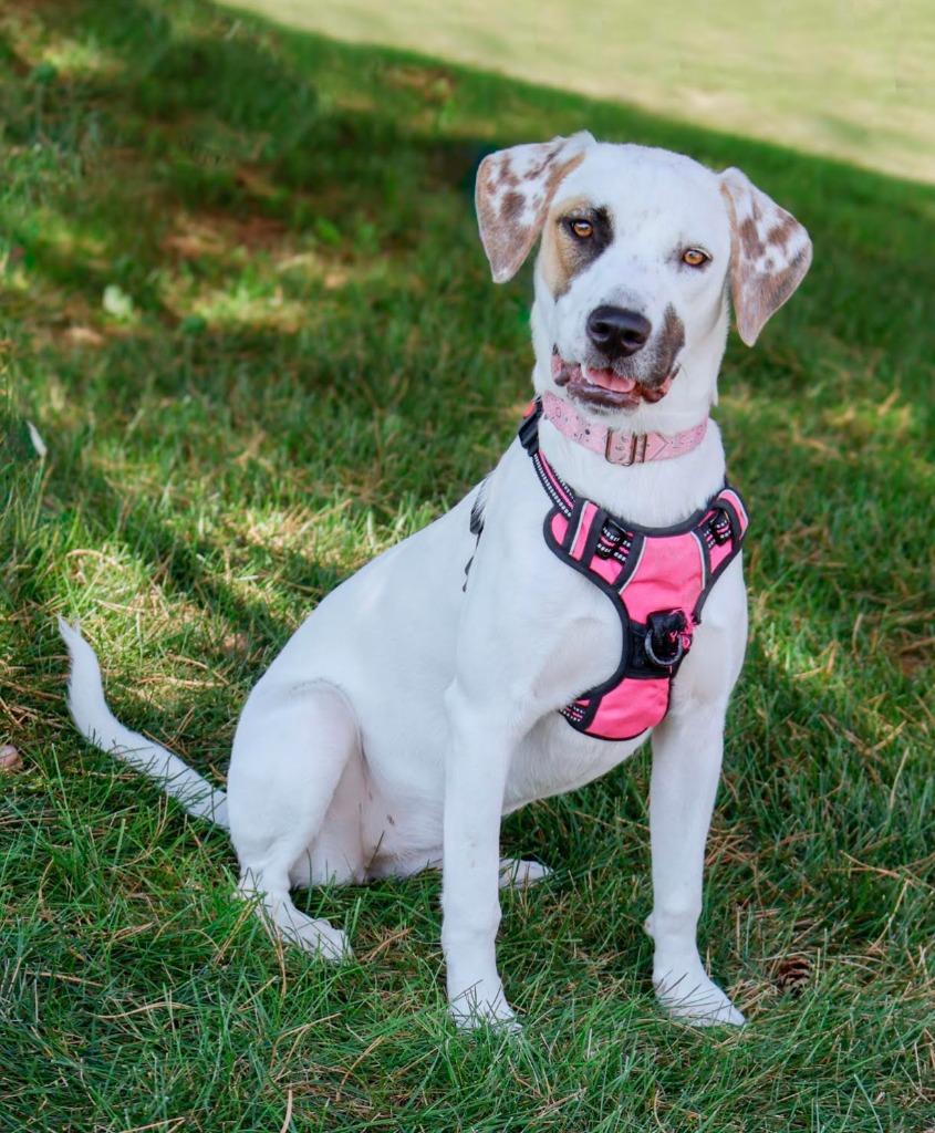 Enlarge Rue, a Adoptable mixed breed in Savage, MN image 4/5