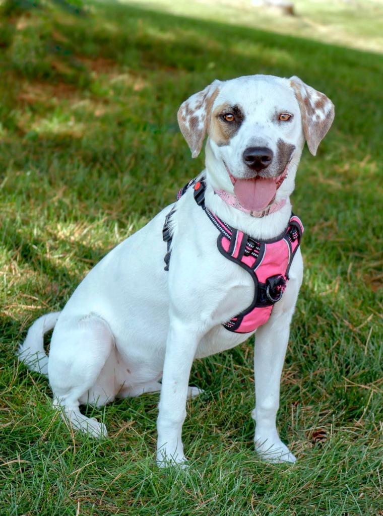 Enlarge Rue, a Adoptable mixed breed in Savage, MN image 5/5