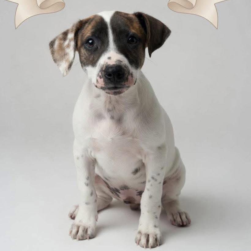 Rory, Adoptable, Young Female Jack Russell Terrier & Cattle Dog.