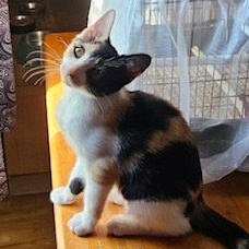 Chloe
