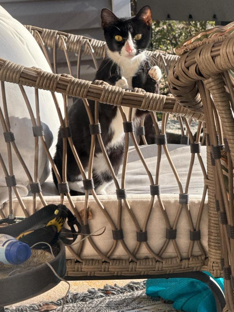 Diana, Adoptable, Young Female Domestic Short Hair.