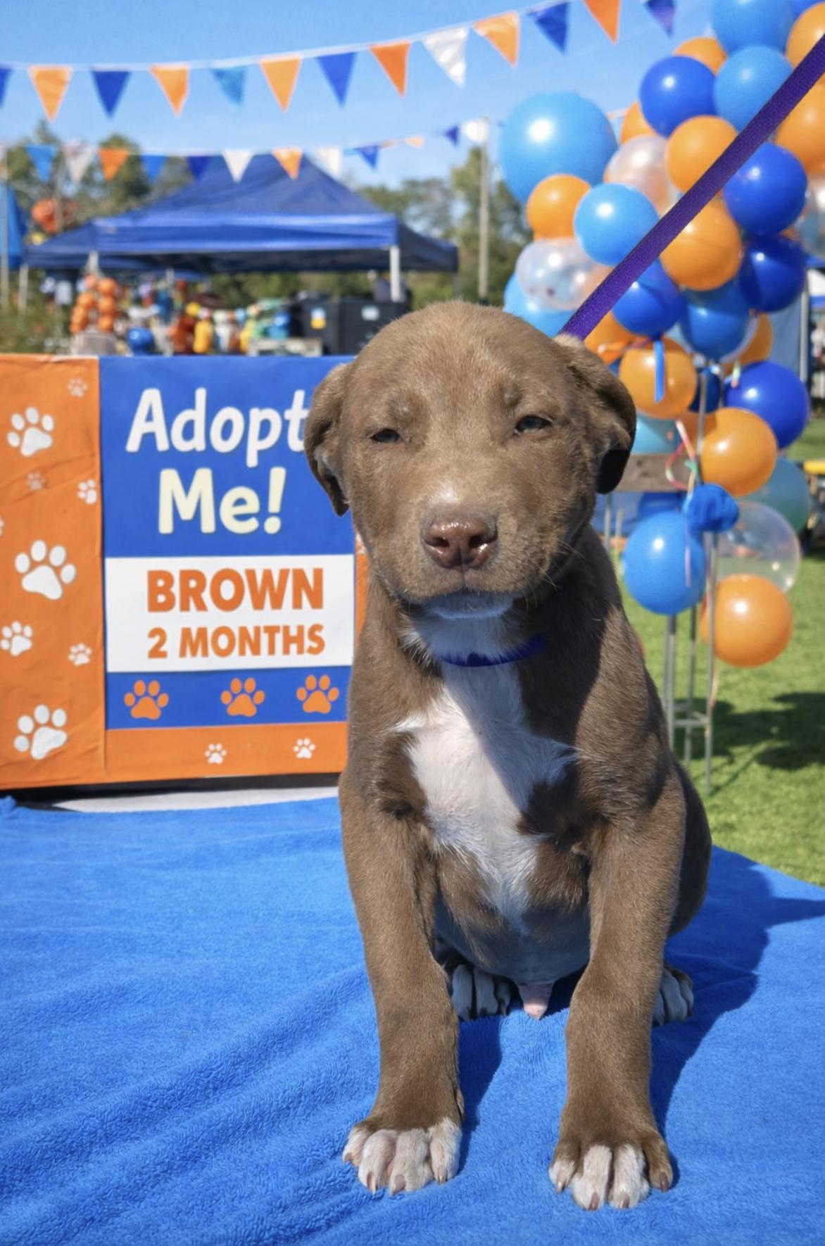 Brown — thumbnail 2