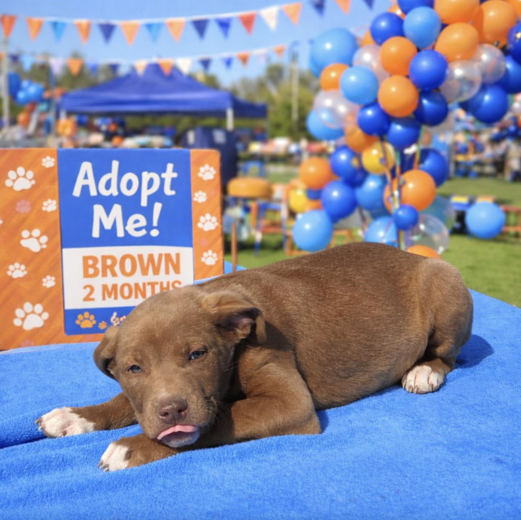 Brown — thumbnail 3