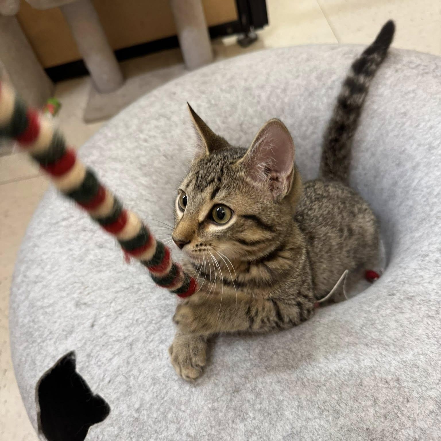 Slash, the sweetest kitten in the world