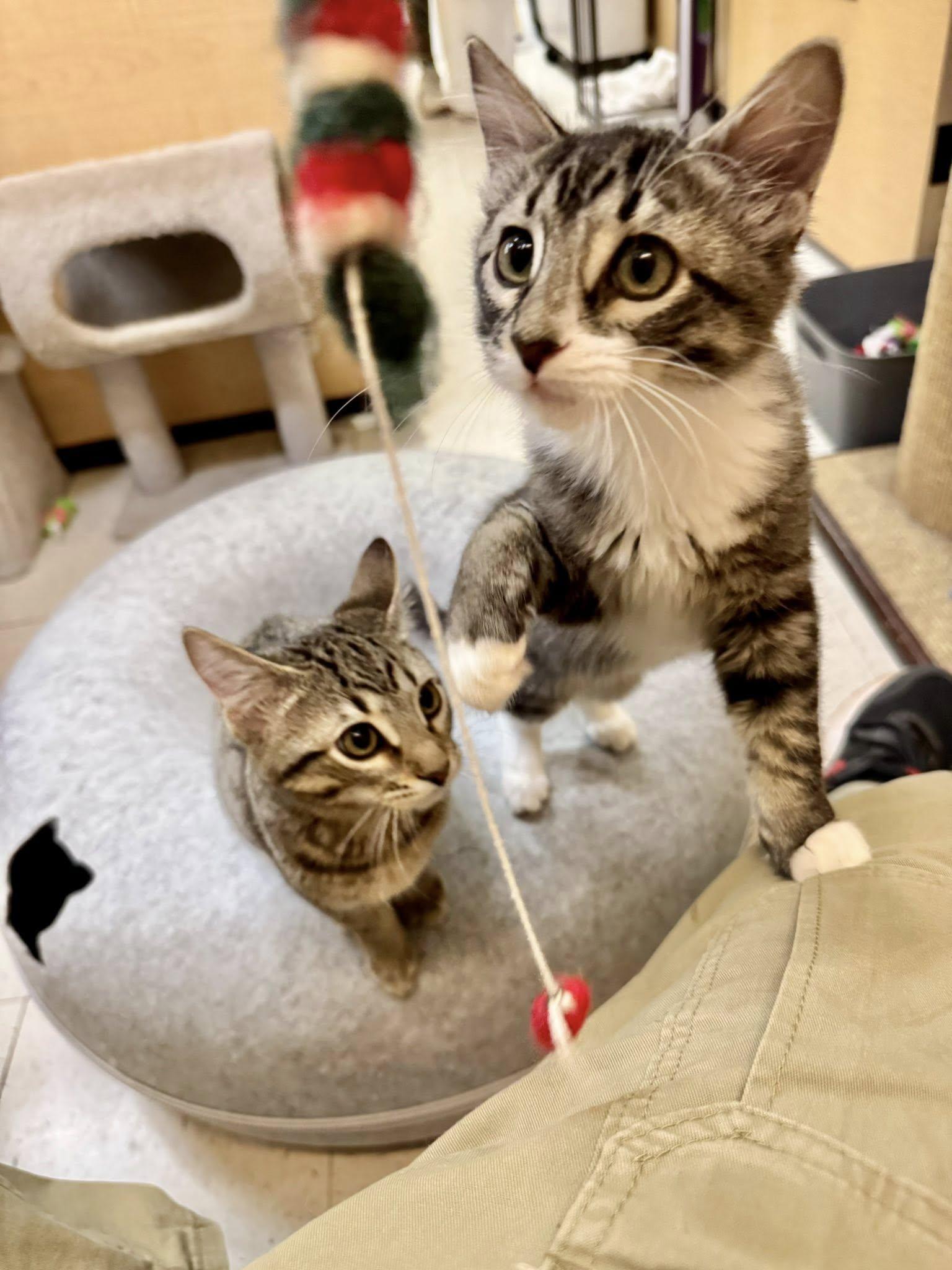 Slash, the sweetest kitten in the world